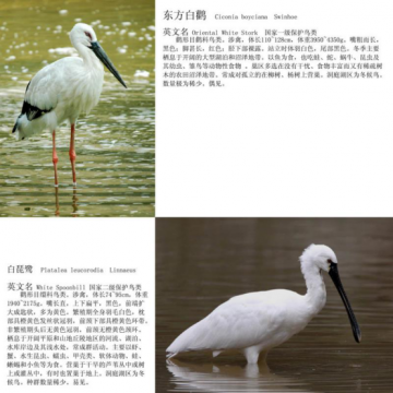 益阳沅江市举办洞庭湖鸟类摄影展