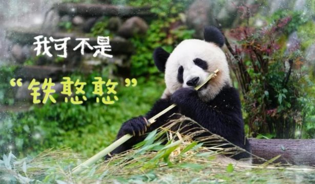 <b>保护生物多样性丨它们的家在中国（新华社）</b>